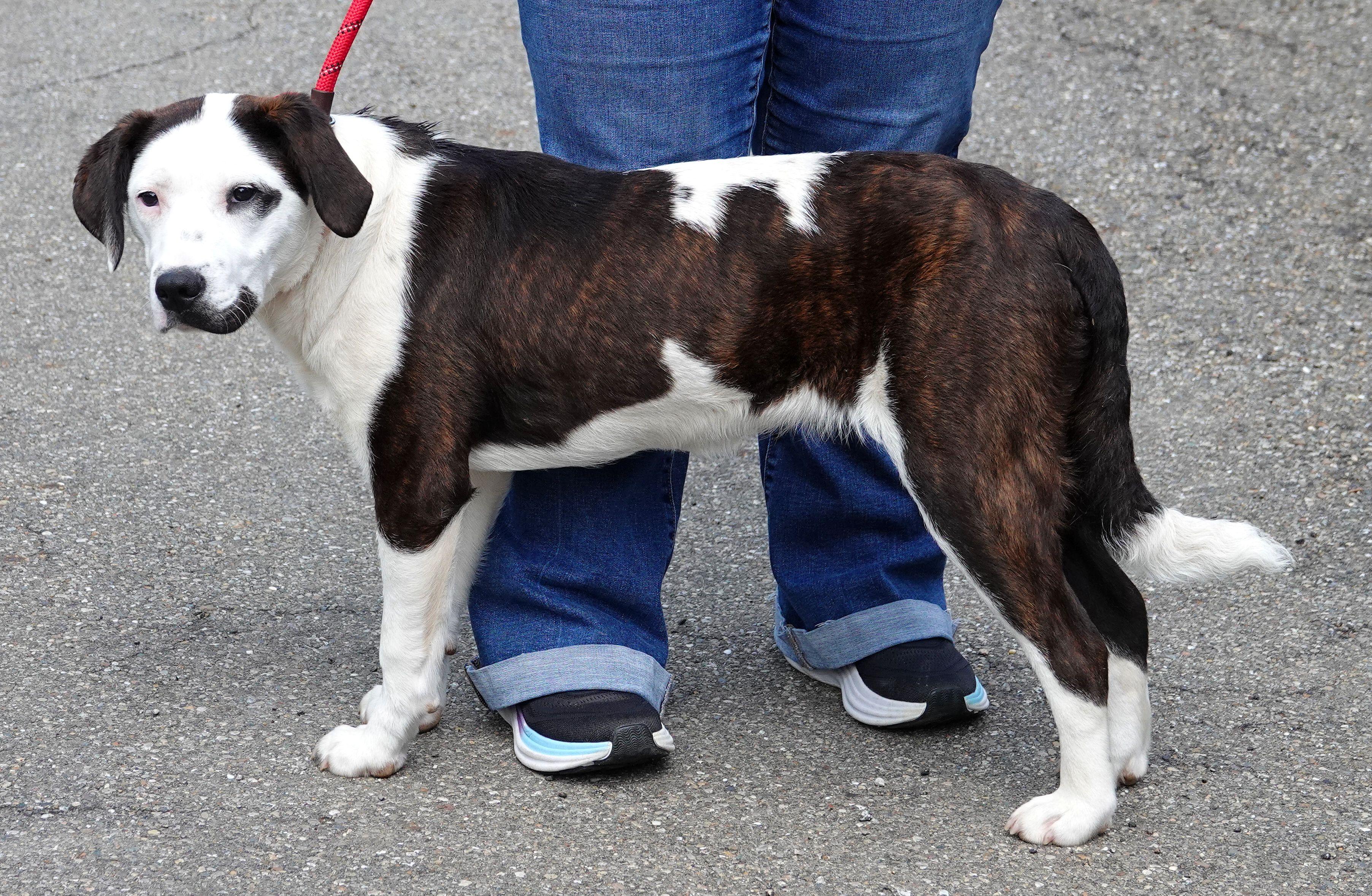 Faith, a ADOPTABLE Mixed Breed in Millfield, OH image 2/3
