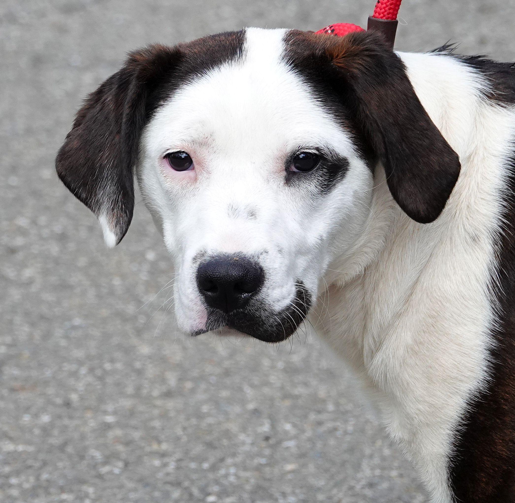 Faith, ADOPTABLE, Adult Female Mixed Breed.