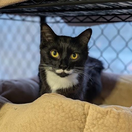 Wayne, Adoptable, Young Male Domestic Medium Hair.