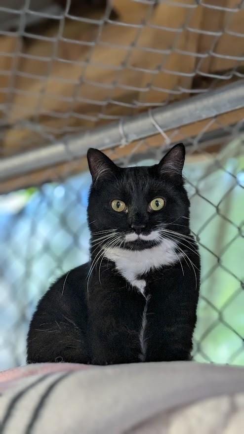Enlarge Wayne, a Adoptable Domestic Medium Hair in Coquitlam, BC image 1/3