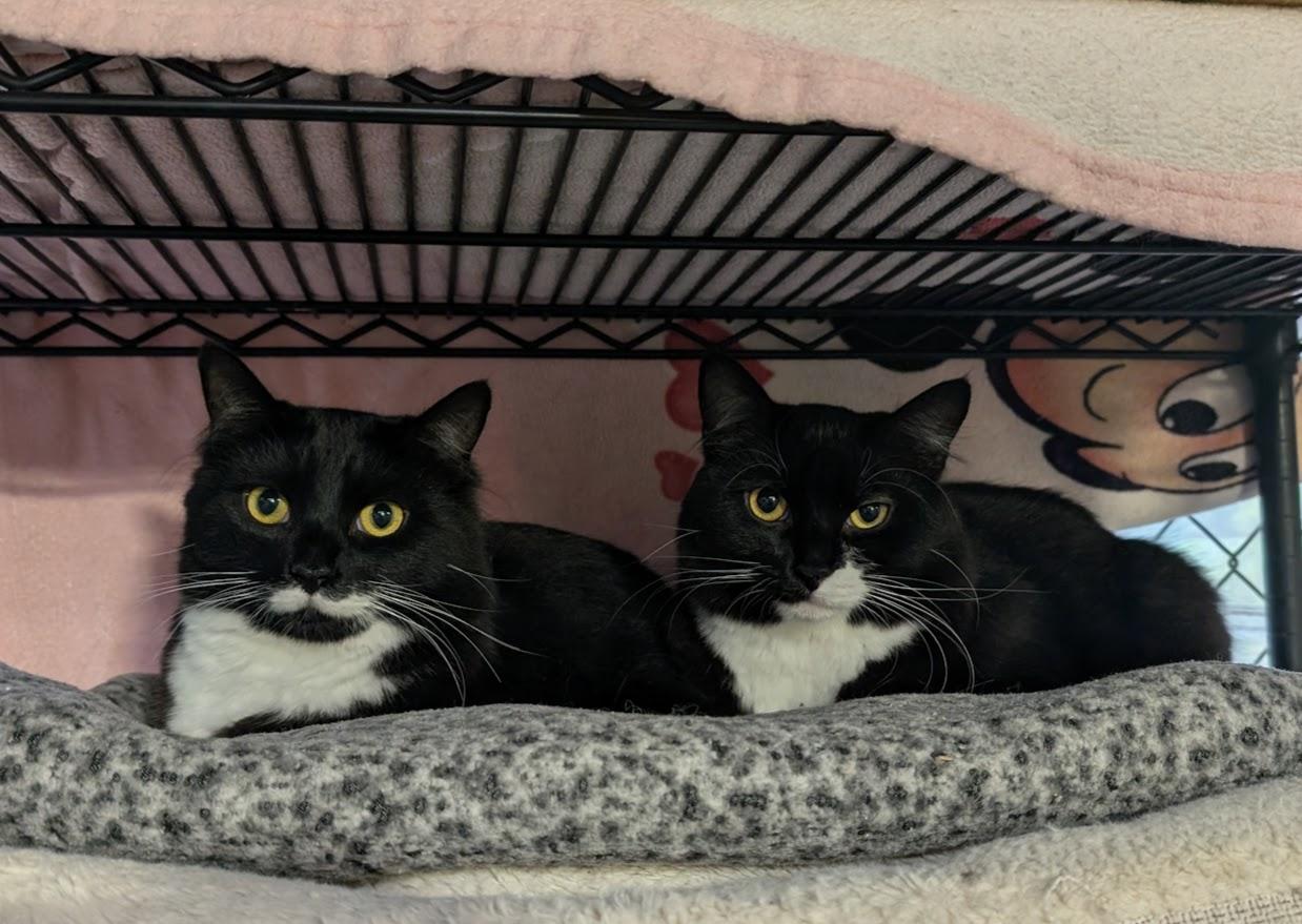 Enlarge Wayne, a Adoptable Domestic Medium Hair in Coquitlam, BC image 3/3