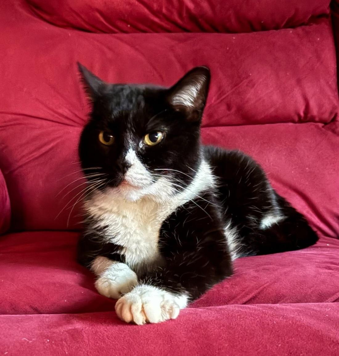 Nettie, ADOPTABLE, Adult Female Tuxedo & Domestic Medium Hair.