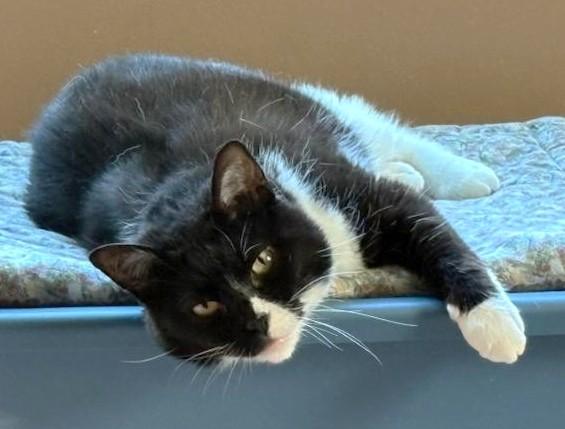 Enlarge Nettie, a ADOPTABLE mixed breed in Shell Lake, WI image 2/5