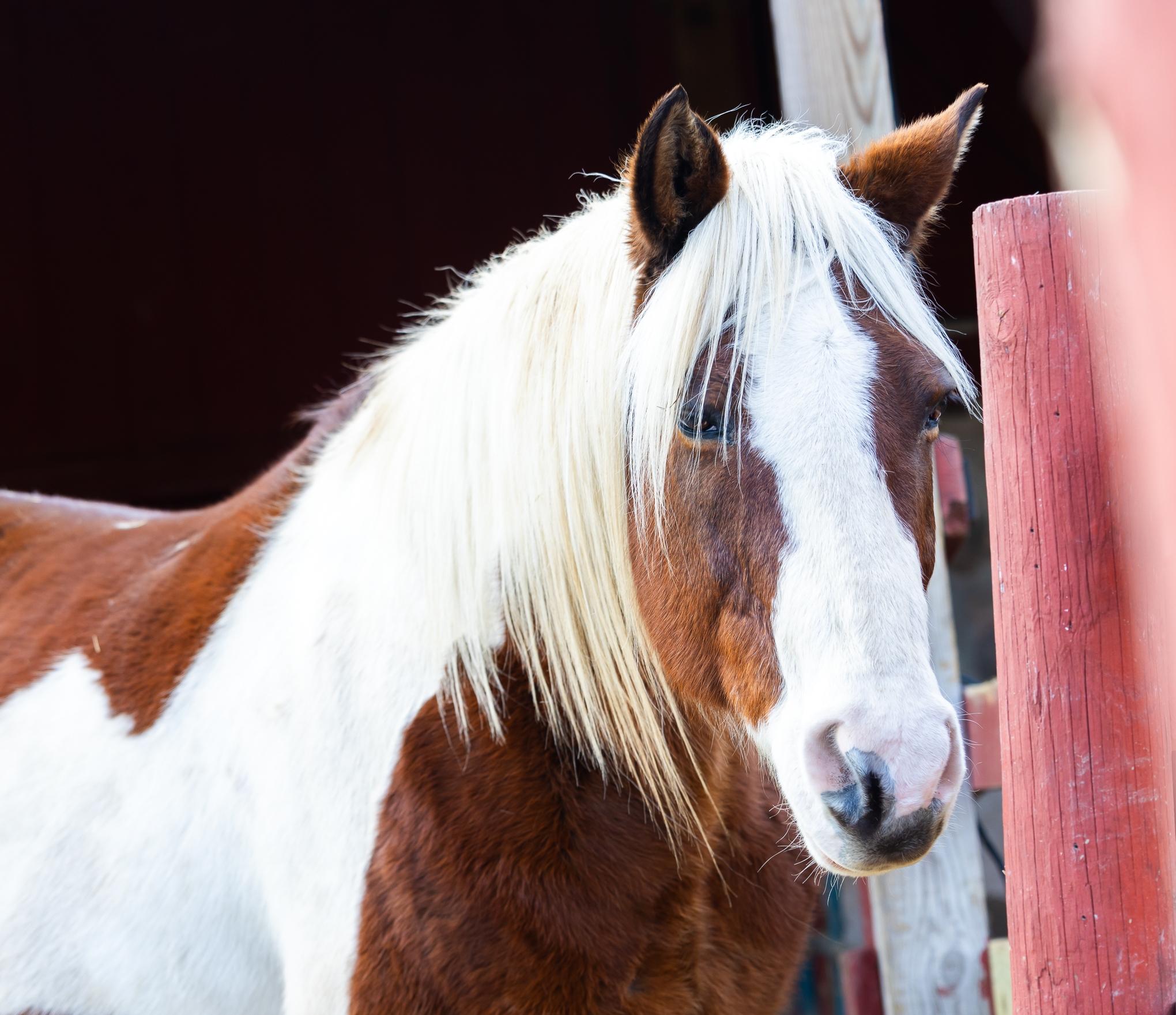 Buddy - SPONSORSHIP ONLY, Adoptable, Adult Male Tennessee Walker.