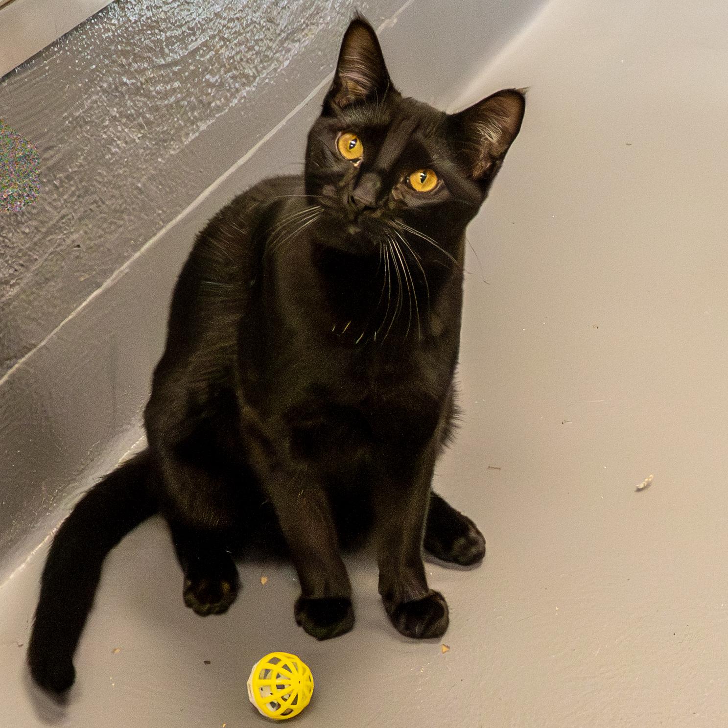 Enlarge Amy, a Adoptable Domestic Short Hair in Hilton Head Island, SC image 1/1