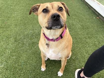 Moon, Adoptable, Adult Female Shepherd & Mixed Breed.