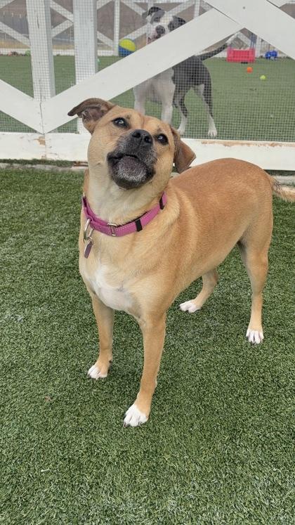 Enlarge Moon, a Adoptable mixed breed in Fort Worth, TX image 2/3