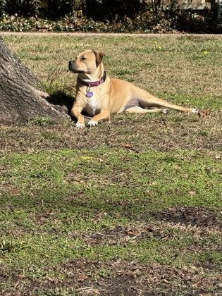 Enlarge Moon, a Adoptable mixed breed in Fort Worth, TX image 3/3