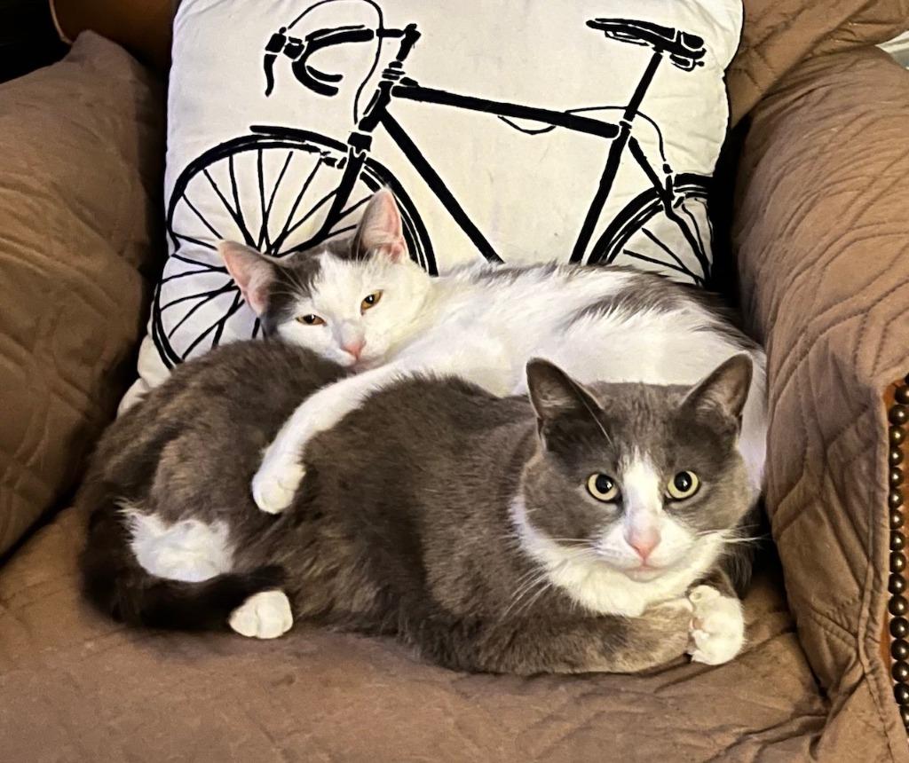 Hershey - No Longer Accepting Applications / Marshmallow - No Longer Accepting Applications, Adoptable, Young Female Domestic Short Hair.