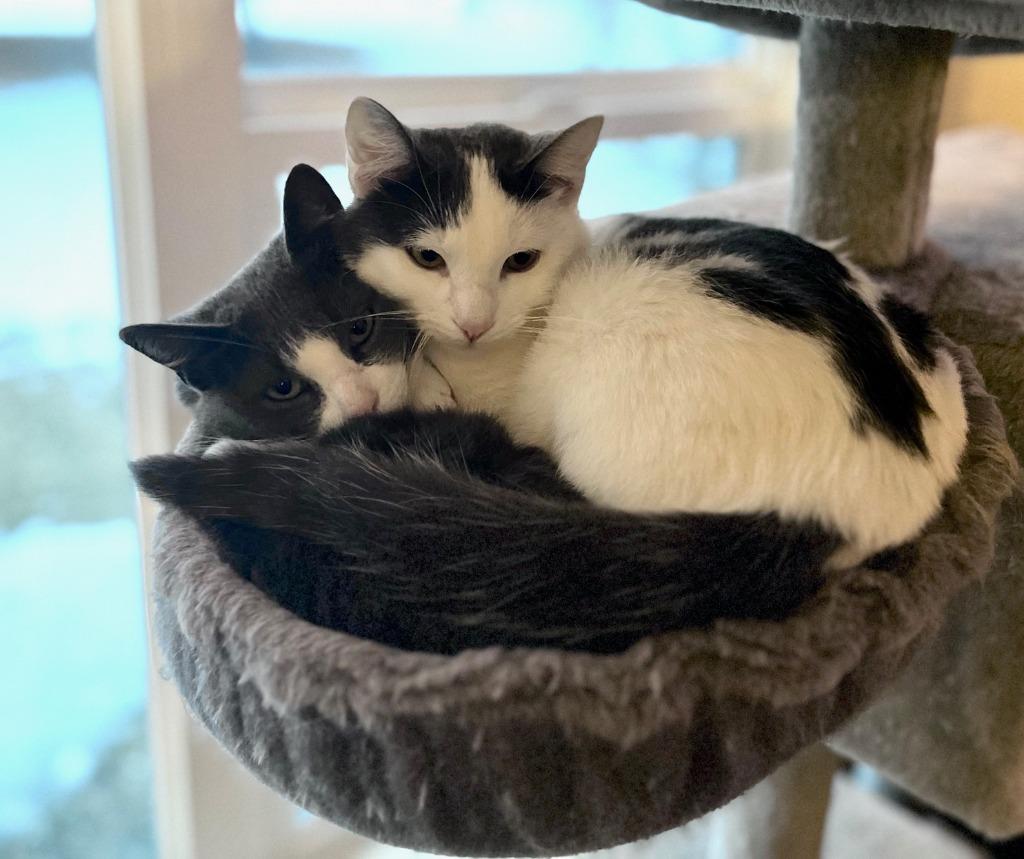 Enlarge Hershey - No Longer Accepting Applications / Marshmallow - No Longer Accepting Applications, a Adoptable mixed breed in Minneapolis, MN image 2/4