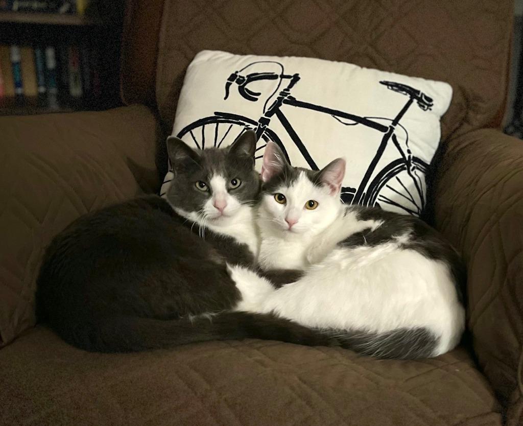 Enlarge Hershey - No Longer Accepting Applications / Marshmallow - No Longer Accepting Applications, a Adoptable mixed breed in Minneapolis, MN image 3/4