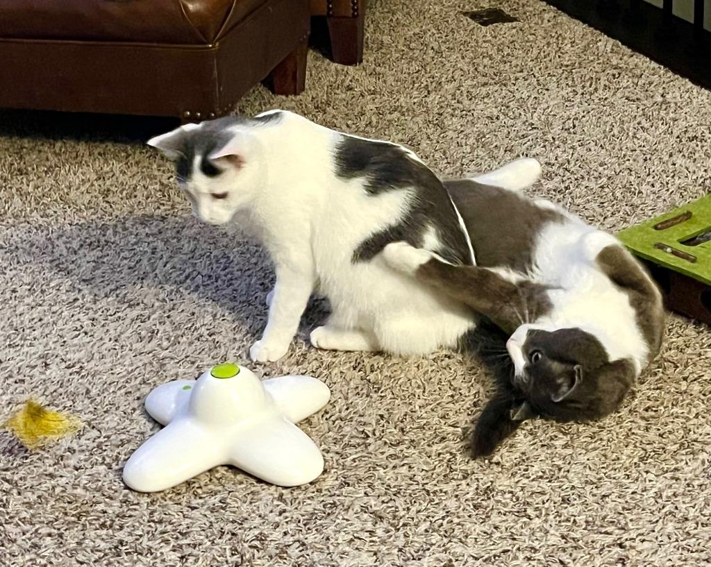 Enlarge Hershey - No Longer Accepting Applications / Marshmallow - No Longer Accepting Applications, a Adoptable mixed breed in Minneapolis, MN image 4/4