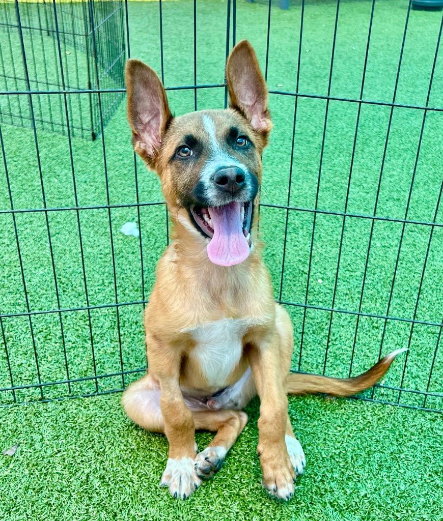 Enlarge Ralphie May, a Adoptable mixed breed in Cape Coral, FL image 1/3