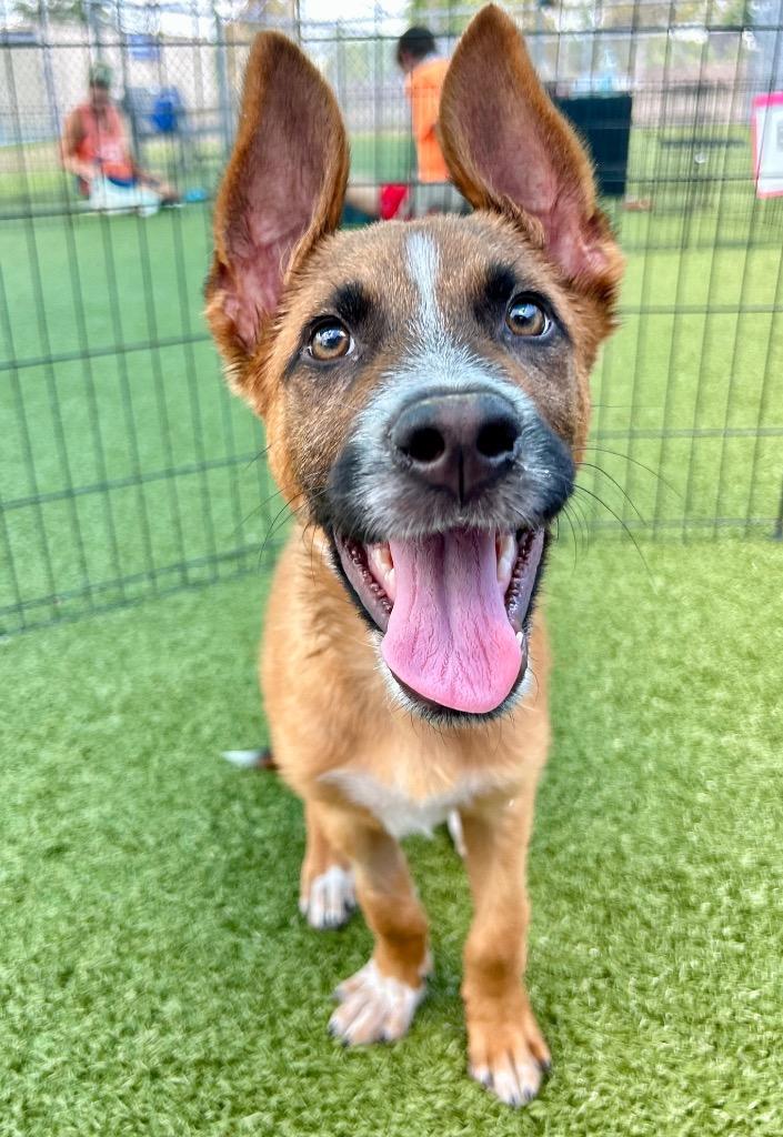 Enlarge Ralphie May, a Adoptable mixed breed in Cape Coral, FL image 2/3