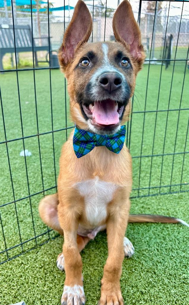 Enlarge Ralphie May, a Adoptable mixed breed in Cape Coral, FL image 3/3