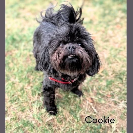 Cookie, ADOPTABLE, Adult Female Shih Tzu.