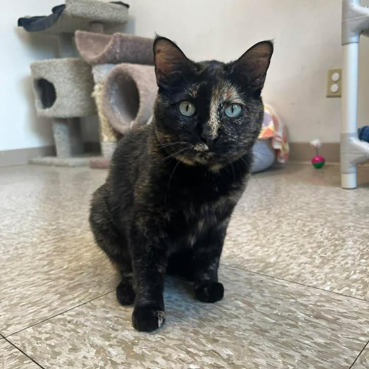 Enlarge Poppy, a Adoptable Domestic Short Hair in Milan, IL image 2/5