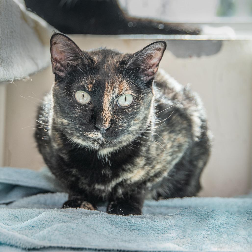 Poppy, a Adoptable Domestic Short Hair in Milan, IL image 4/6