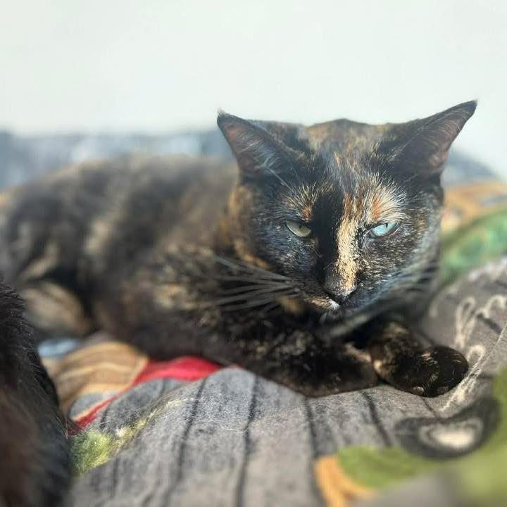 Poppy, a Adoptable Domestic Short Hair in Milan, IL image 4/4