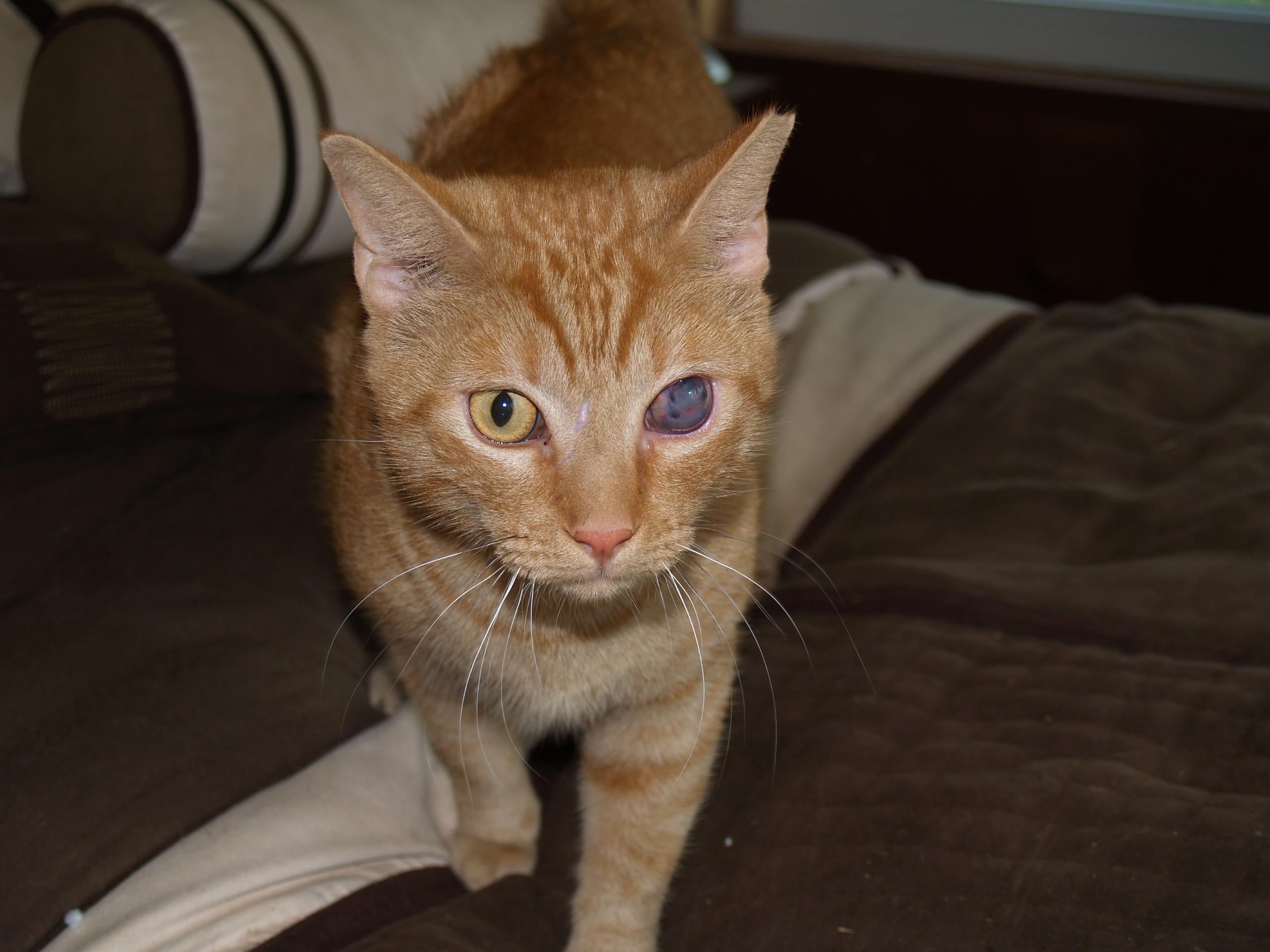 Enlarge Peter, a Adoptable Tabby in Bigfoot, TX image 1/6