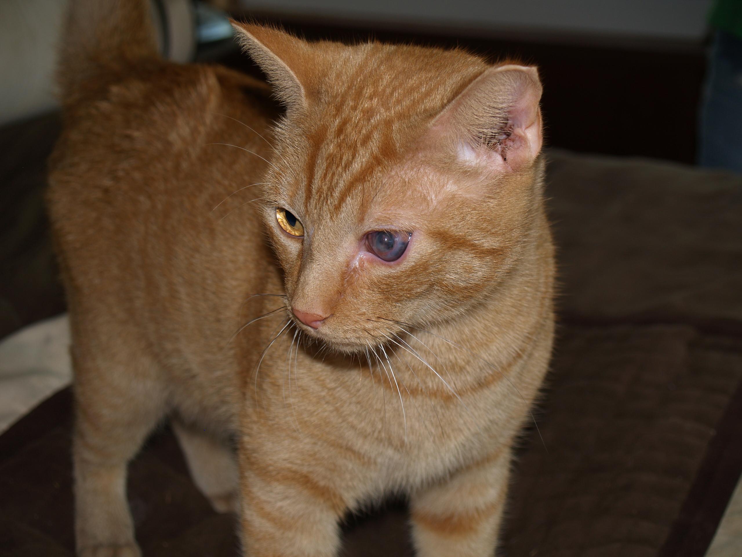 Enlarge Peter, a Adoptable Tabby in Bigfoot, TX image 2/6