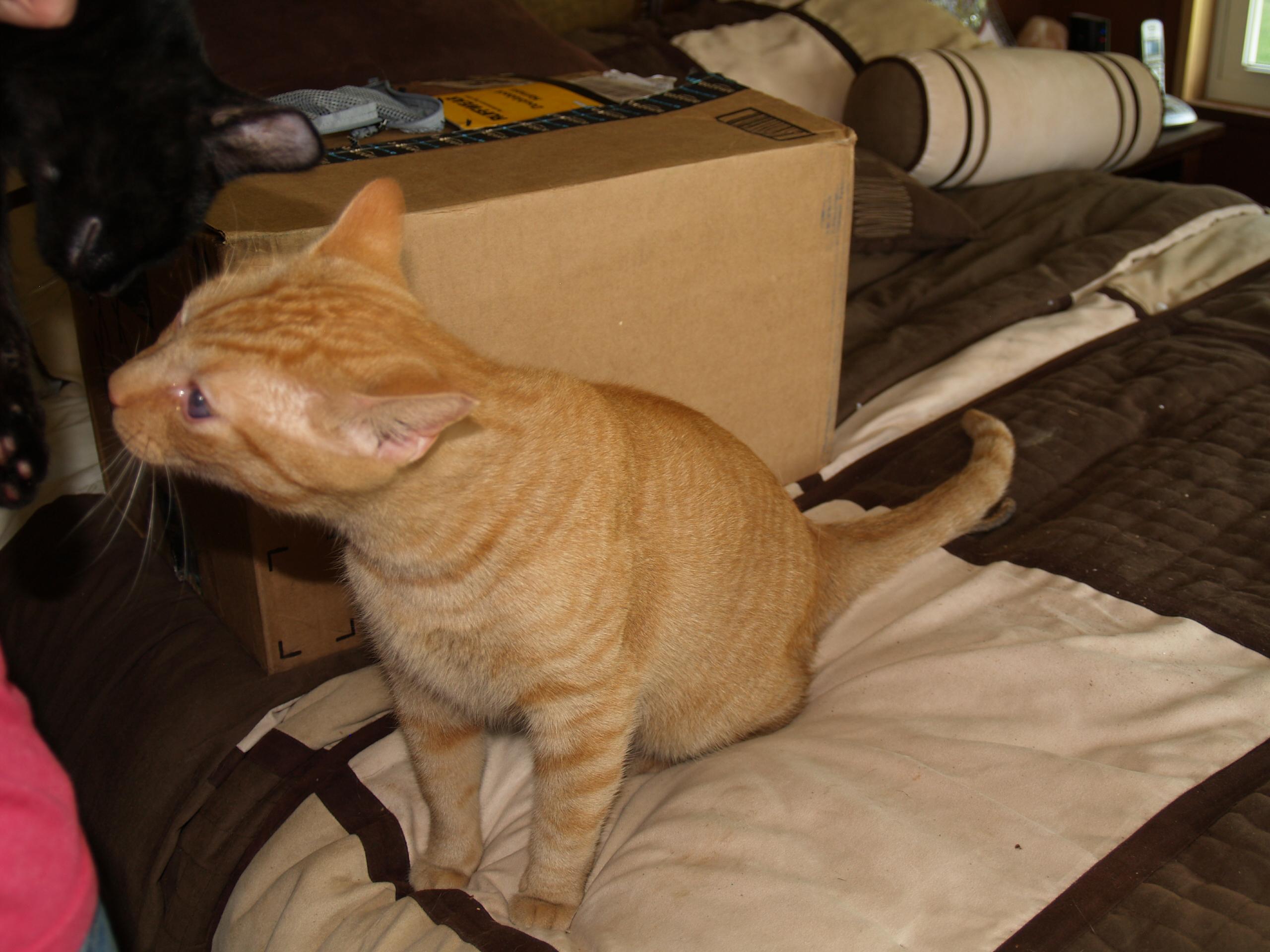 Enlarge Peter, a Adoptable Tabby in Bigfoot, TX image 3/6