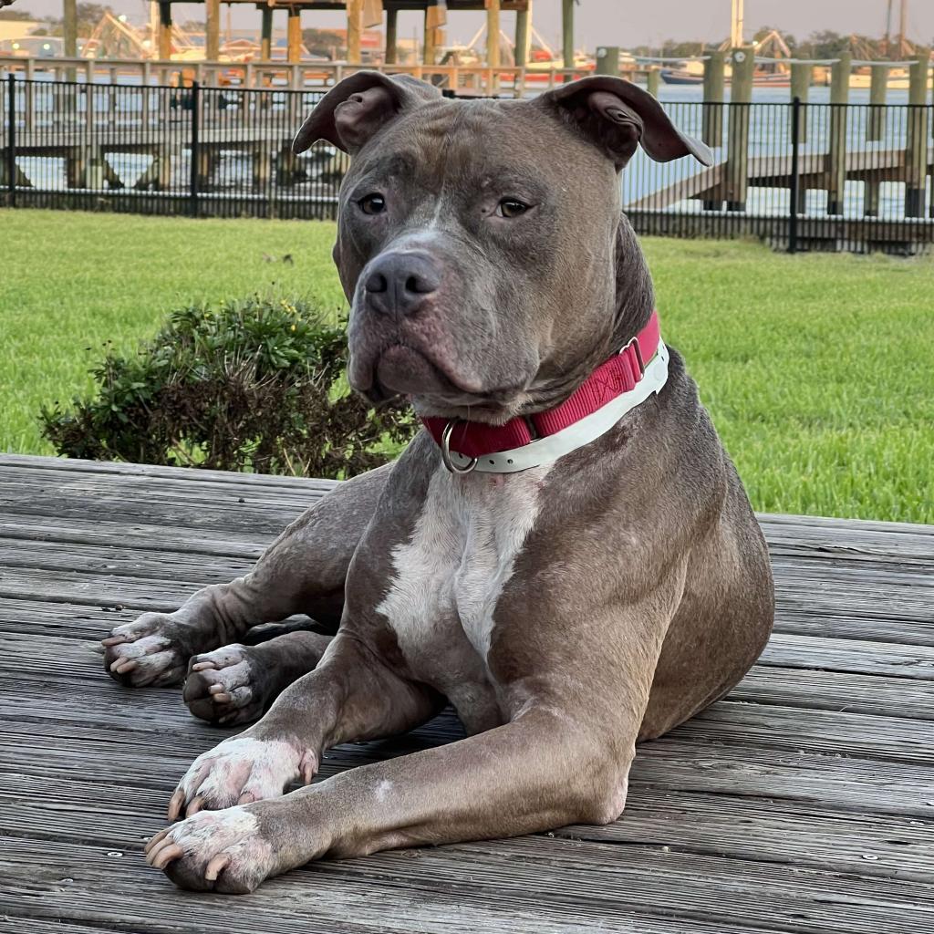 Drew, Adoptable, Senior Male Terrier.