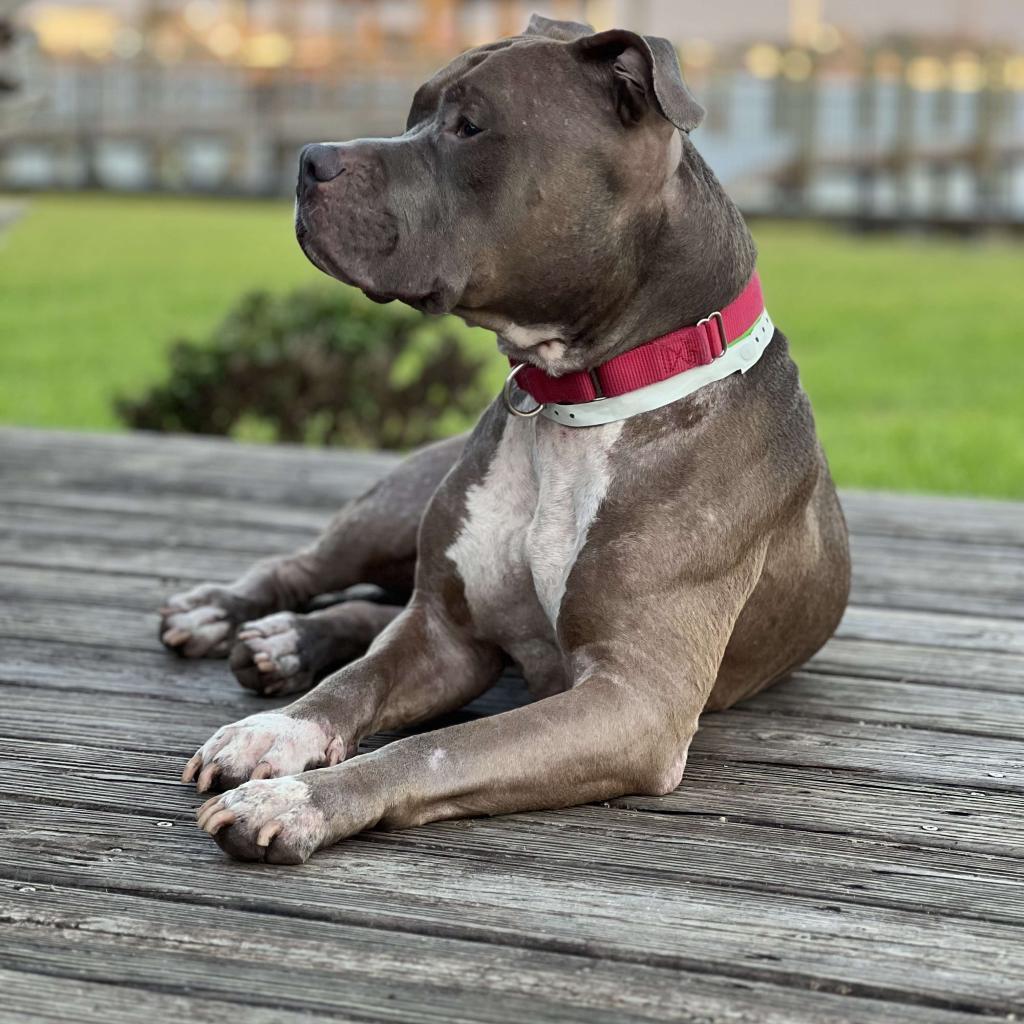 Enlarge Drew, a Adoptable Terrier in Jacksonville, FL image 2/4