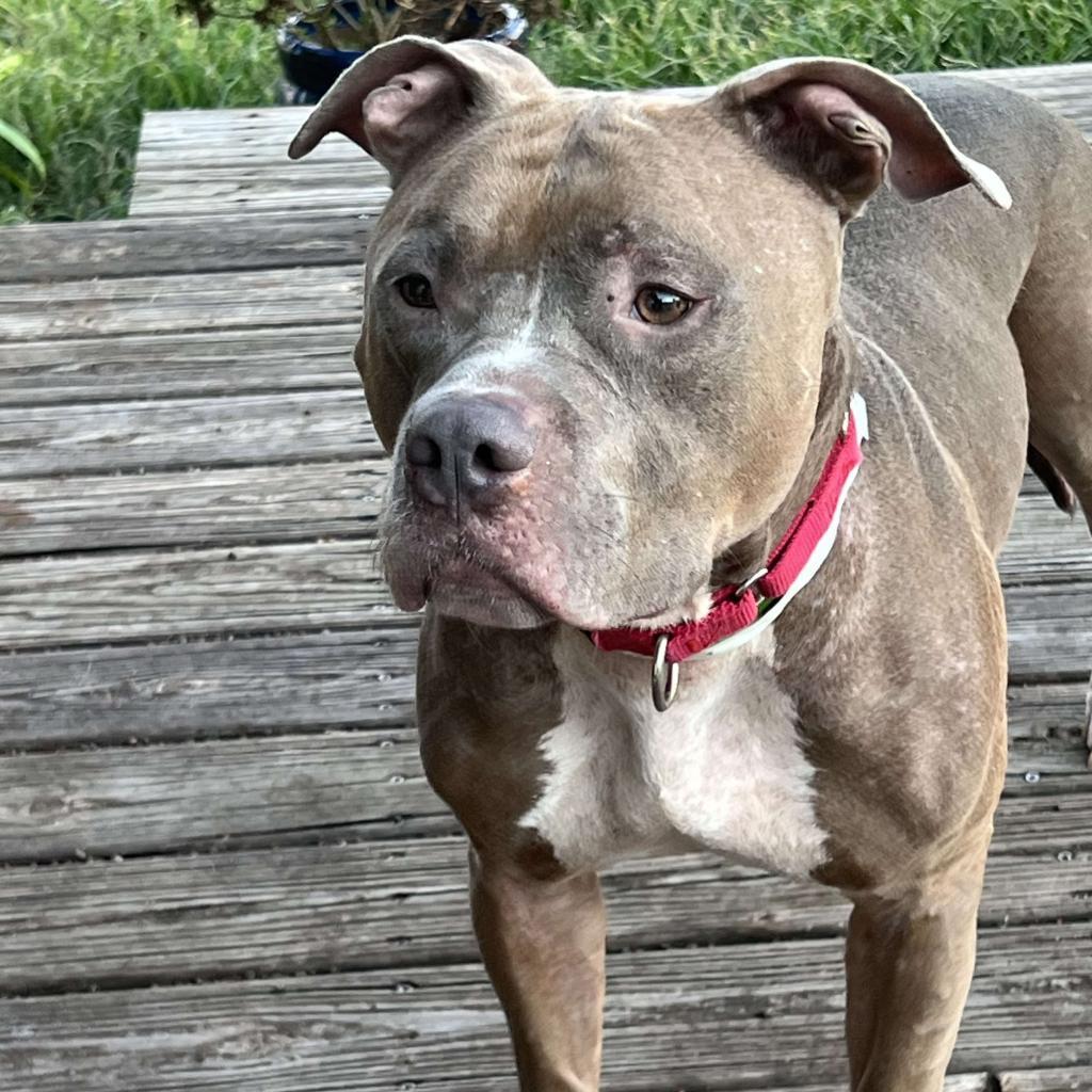 Enlarge Drew, a Adoptable Terrier in Jacksonville, FL image 3/4