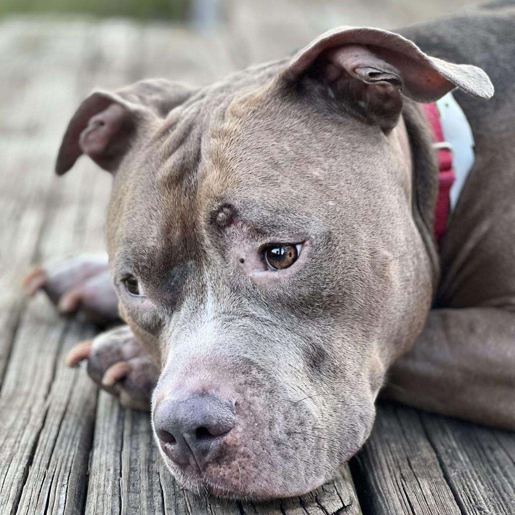 Enlarge Drew, a Adoptable Terrier in Jacksonville, FL image 4/4