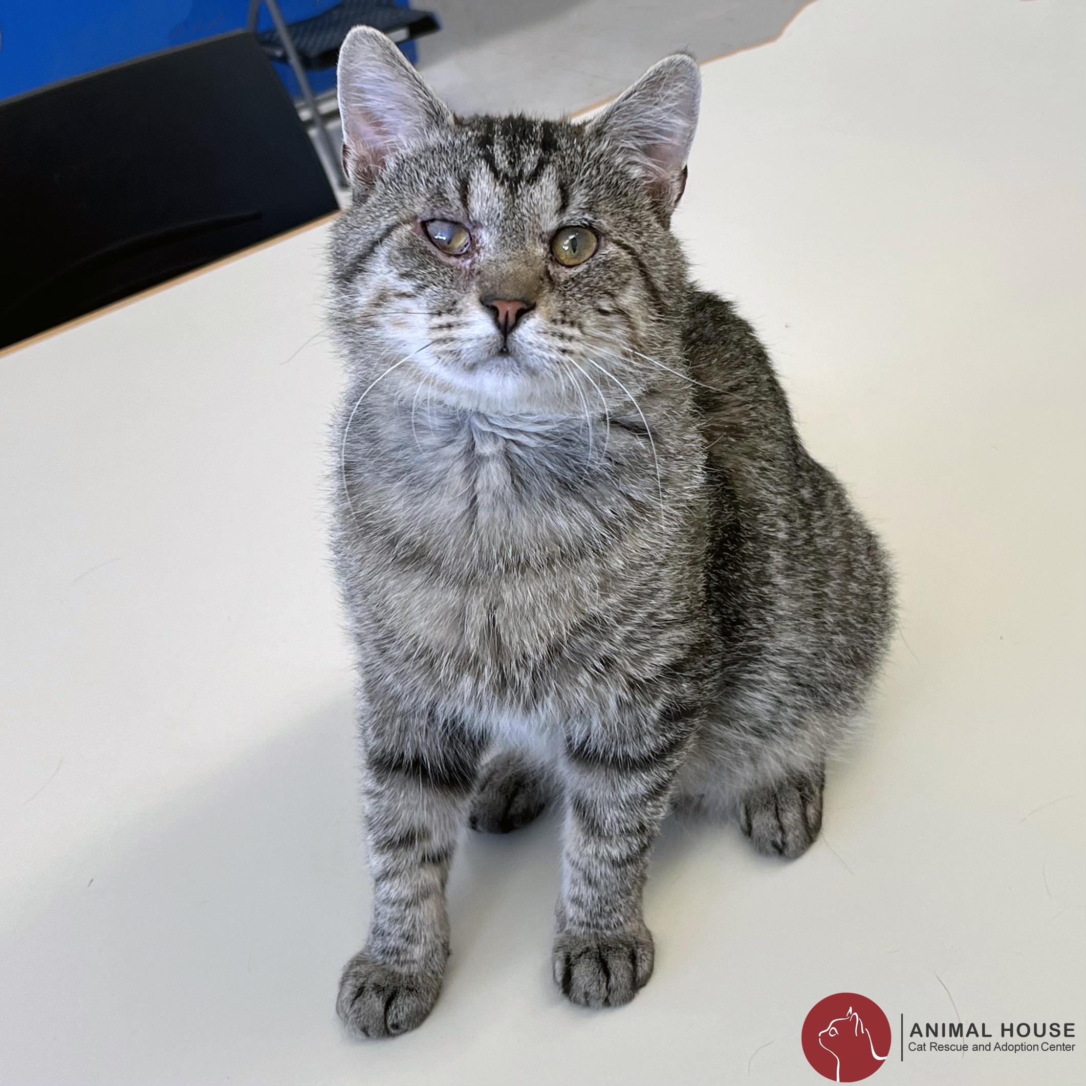 Wyatt, adopted, Adult Male Domestic Short Hair.