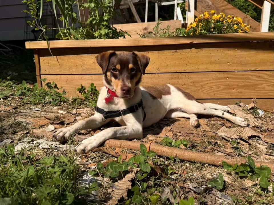 Enlarge Velvet - IN FOSTER HOME - AVAILABLE TO ADOPT, a ADOPTABLE mixed breed in Clayton, NC image 1/6