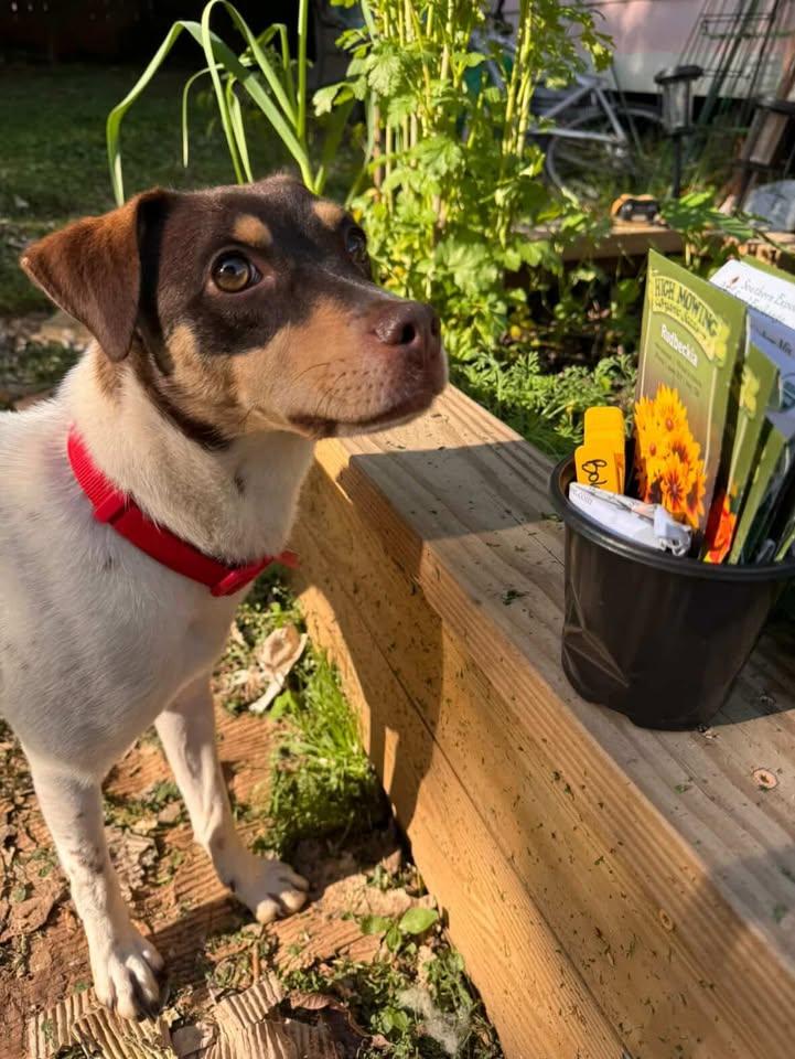 Enlarge Velvet - IN FOSTER HOME - AVAILABLE TO ADOPT, a ADOPTABLE mixed breed in Clayton, NC image 2/6