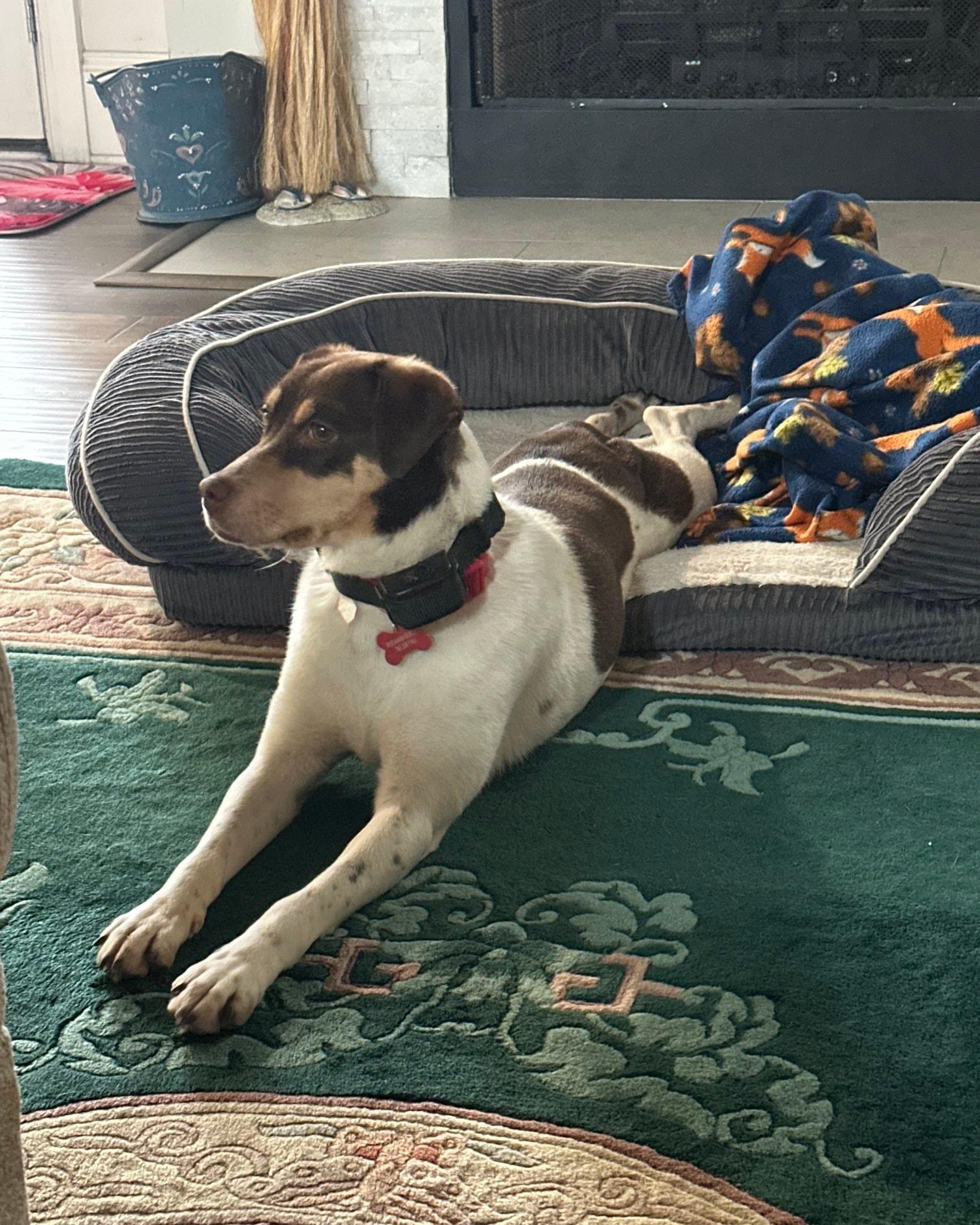 Velvet - IN FOSTER HOME - AVAILABLE TO ADOPT, a ADOPTABLE mixed breed in Clayton, NC image 3/5