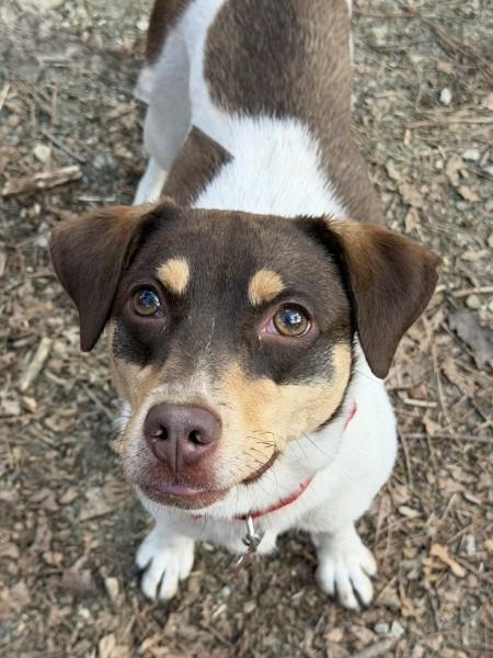 Enlarge Velvet - IN FOSTER HOME - AVAILABLE TO ADOPT, a ADOPTABLE mixed breed in Clayton, NC image 2/6