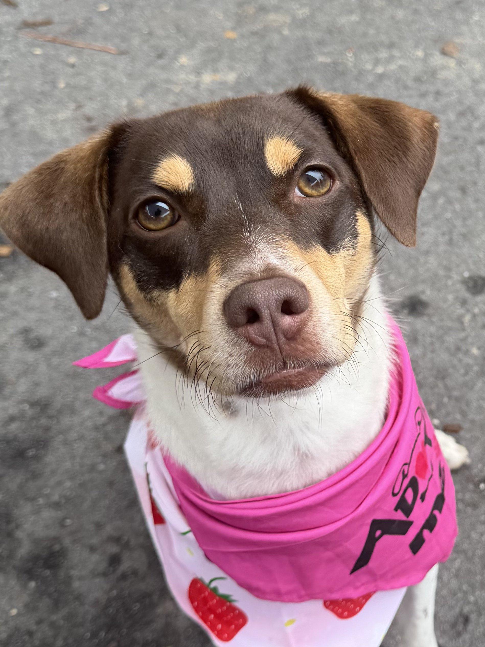Velvet - IN FOSTER HOME - AVAILABLE TO ADOPT, a ADOPTABLE mixed breed in Clayton, NC image 4/6