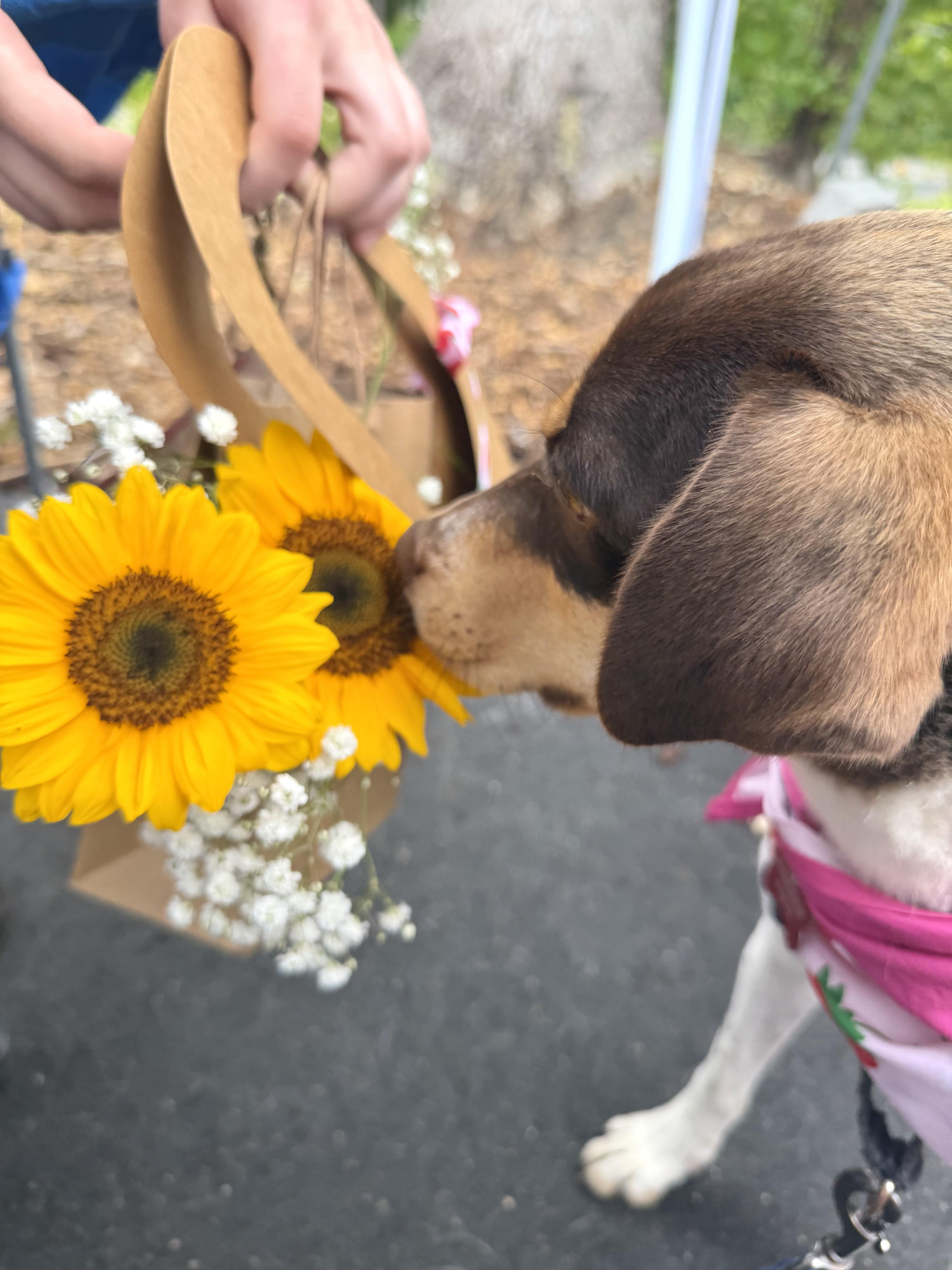 Velvet - IN FOSTER HOME - AVAILABLE TO ADOPT, a ADOPTABLE mixed breed in Clayton, NC image 3/6
