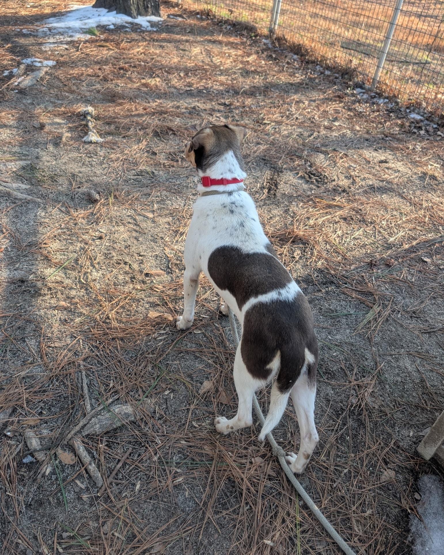 Velvet - IN FOSTER HOME - AVAILABLE TO ADOPT, a ADOPTABLE mixed breed in Clayton, NC image 5/5