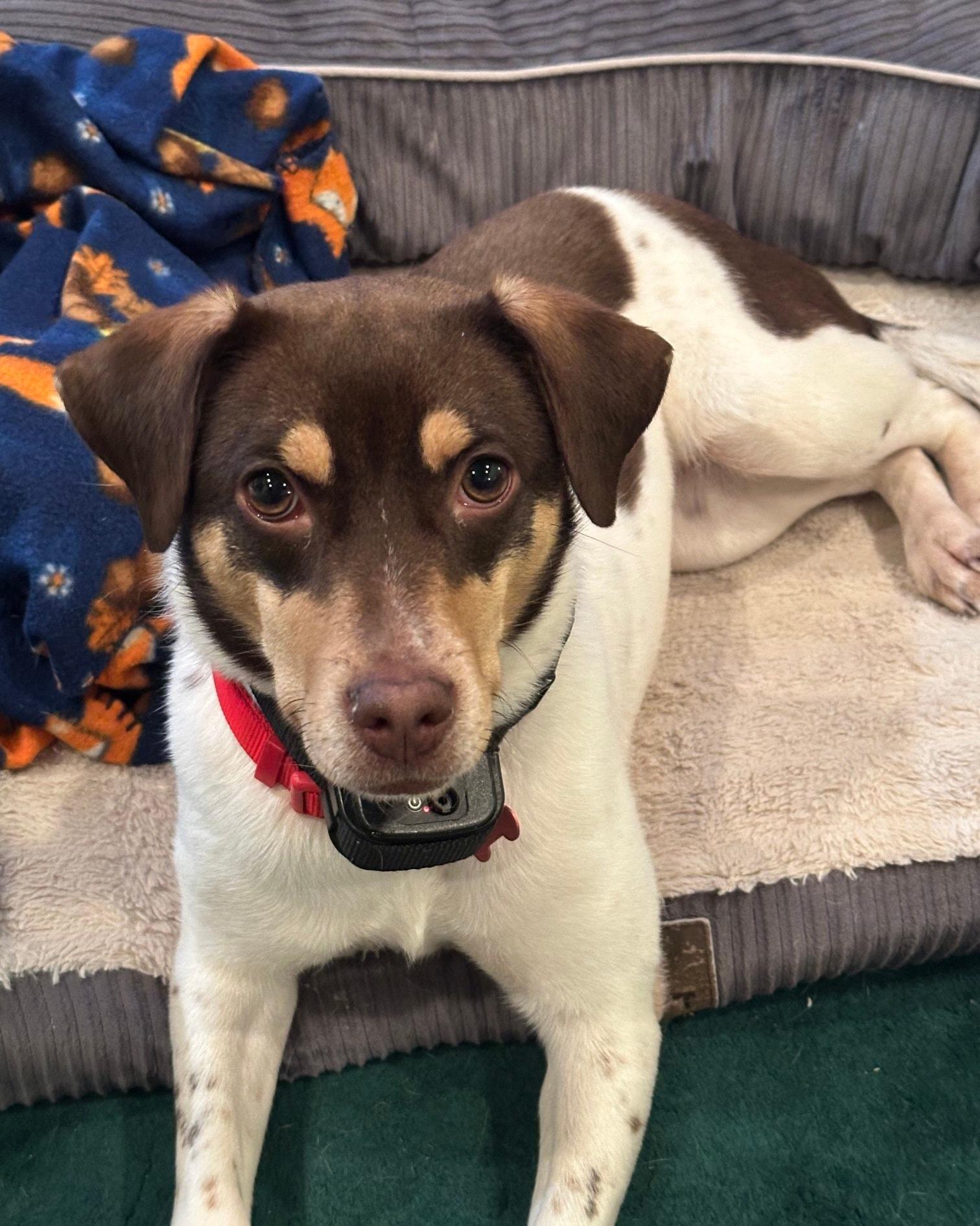 Velvet - IN FOSTER HOME - AVAILABLE TO ADOPT, a ADOPTABLE mixed breed in Clayton, NC image 4/5