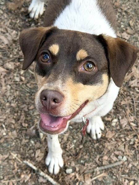 Enlarge Velvet - IN FOSTER HOME - AVAILABLE TO ADOPT, a ADOPTABLE mixed breed in Clayton, NC image 1/6