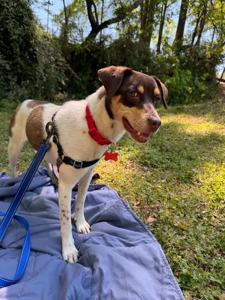 Enlarge Velvet - IN FOSTER HOME - AVAILABLE TO ADOPT, a ADOPTABLE mixed breed in Clayton, NC image 3/6