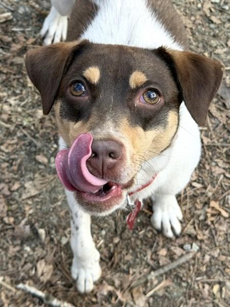 Enlarge Velvet - IN FOSTER HOME - AVAILABLE TO ADOPT, a ADOPTABLE mixed breed in Clayton, NC image 3/6