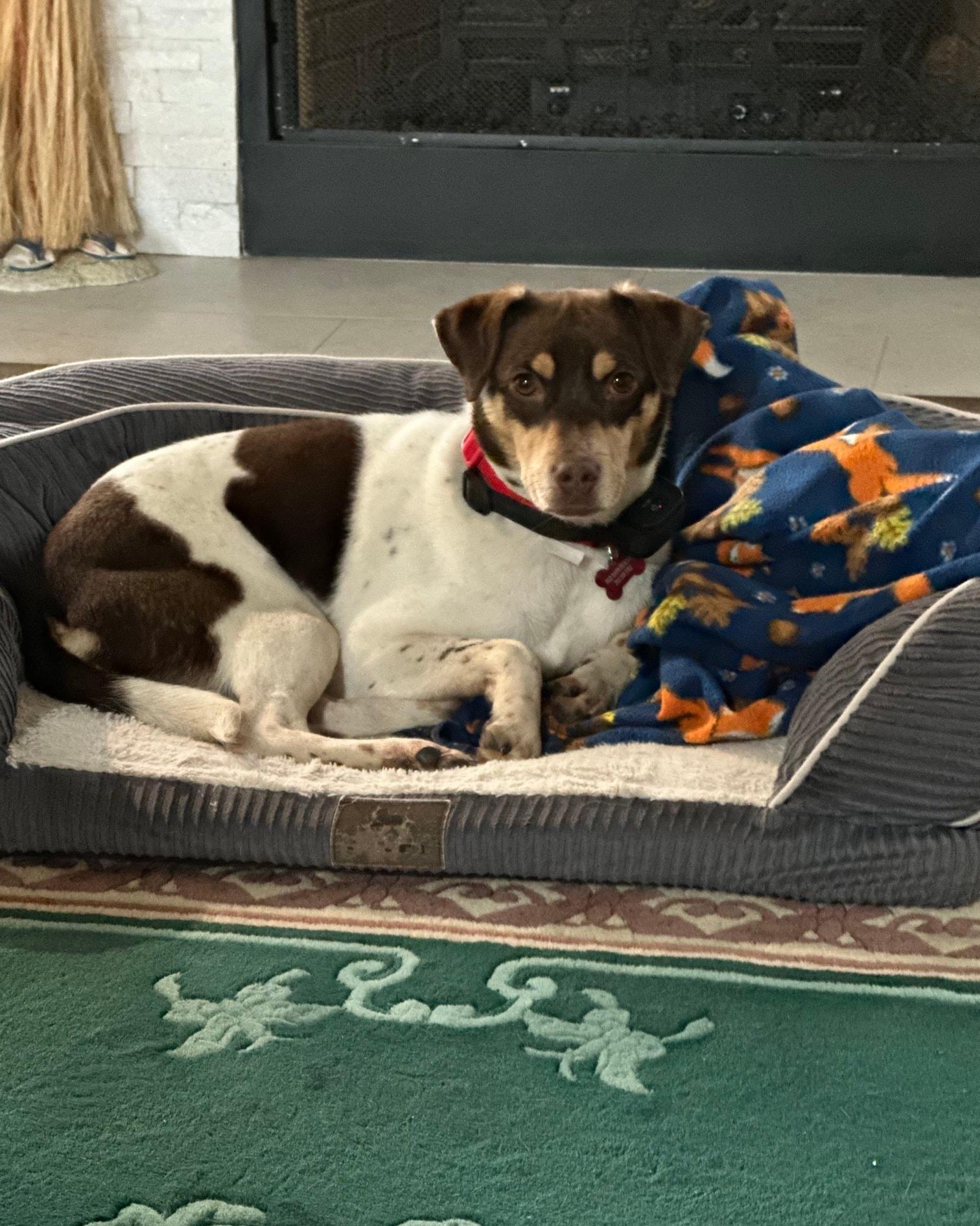 Velvet - IN FOSTER HOME - AVAILABLE TO ADOPT, a ADOPTABLE mixed breed in Clayton, NC image 1/5