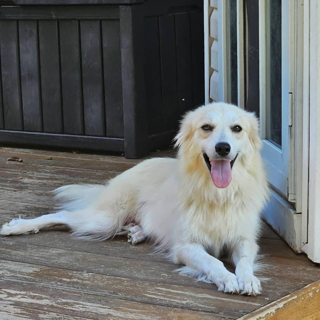 Enlarge Elaine, a Adoptable mixed breed in Spring hill, TN image 3/5