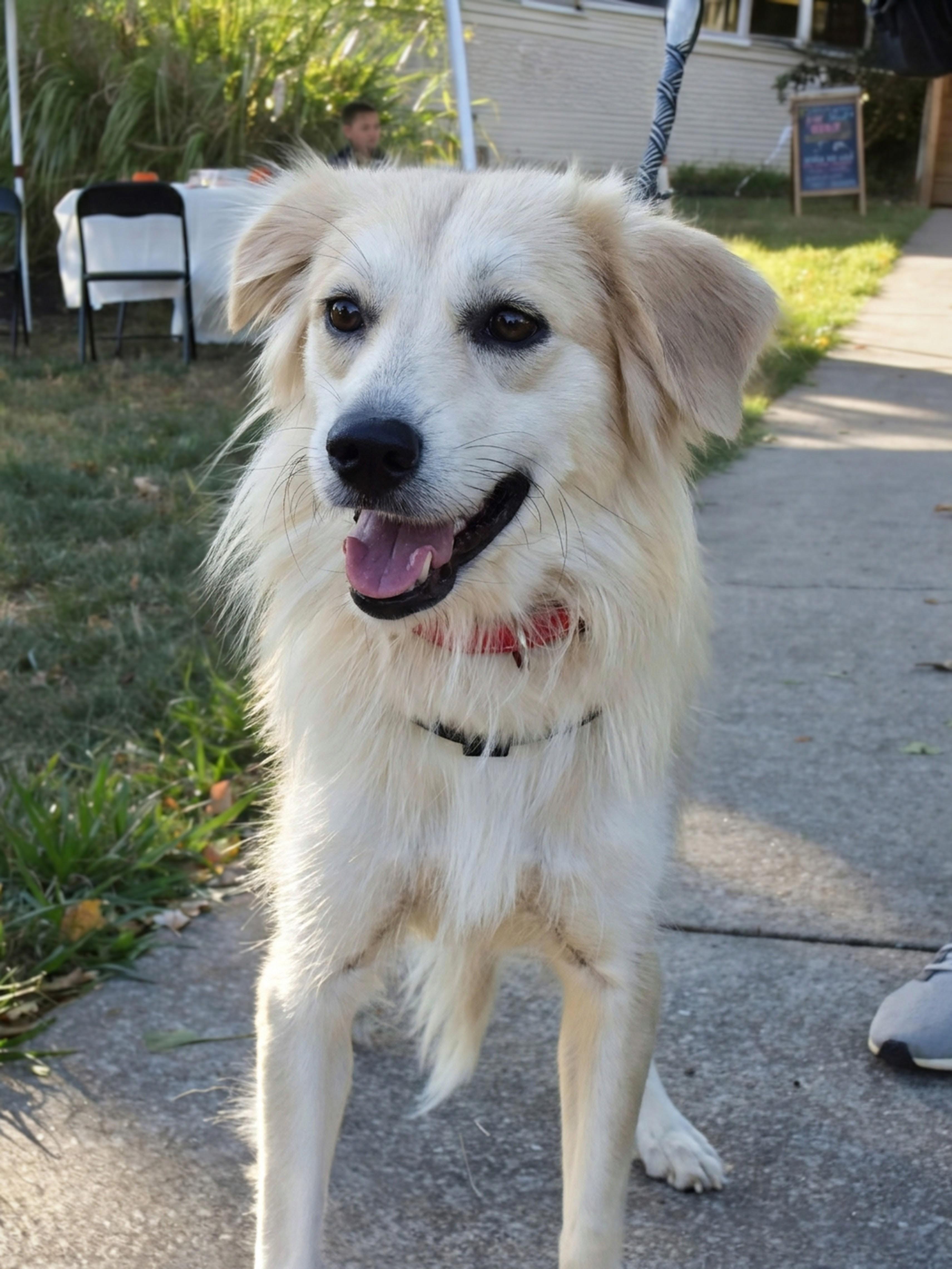 Enlarge Elaine, a Adoptable mixed breed in Spring hill, TN image 2/5