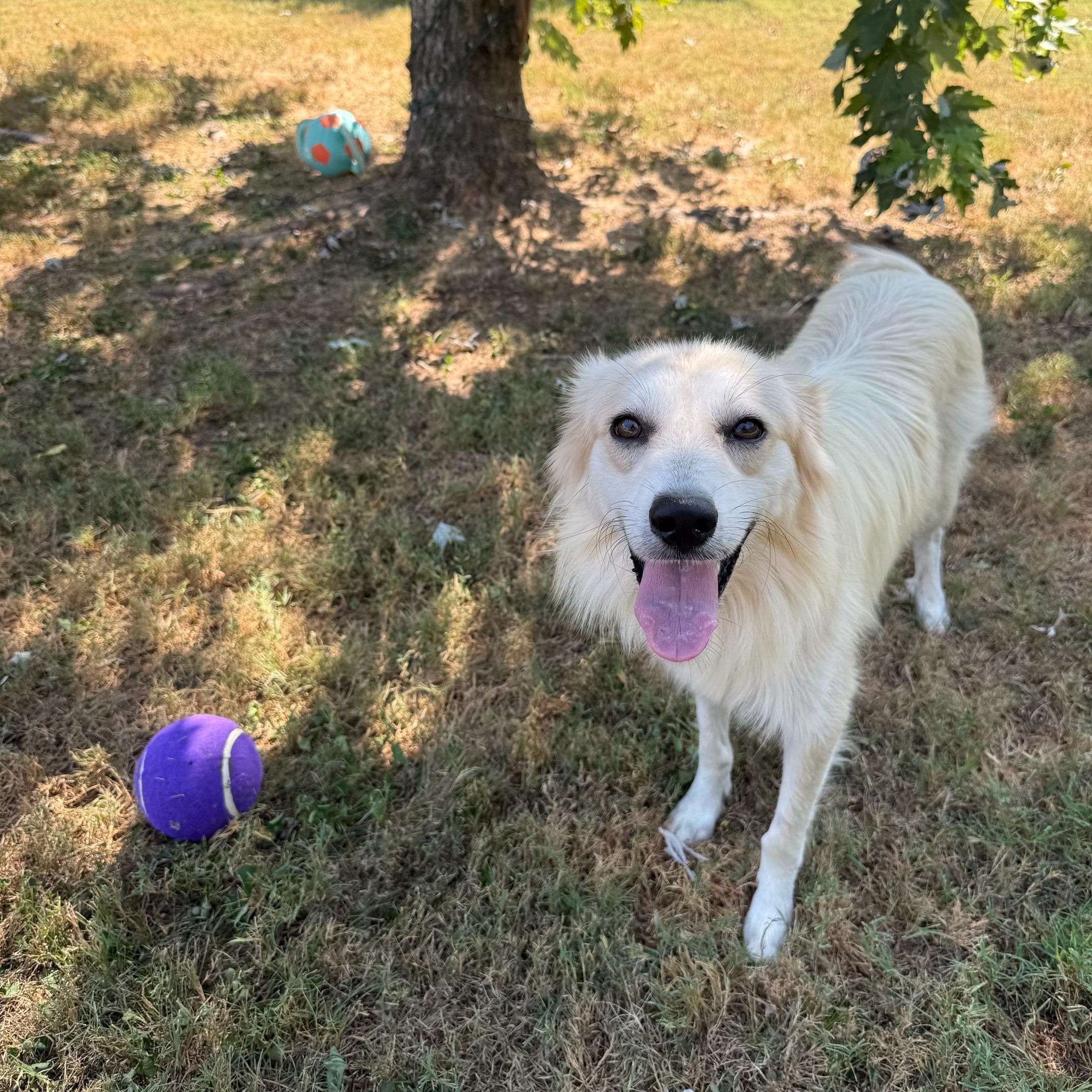 Enlarge Elaine, a Adoptable mixed breed in Spring hill, TN image 4/5