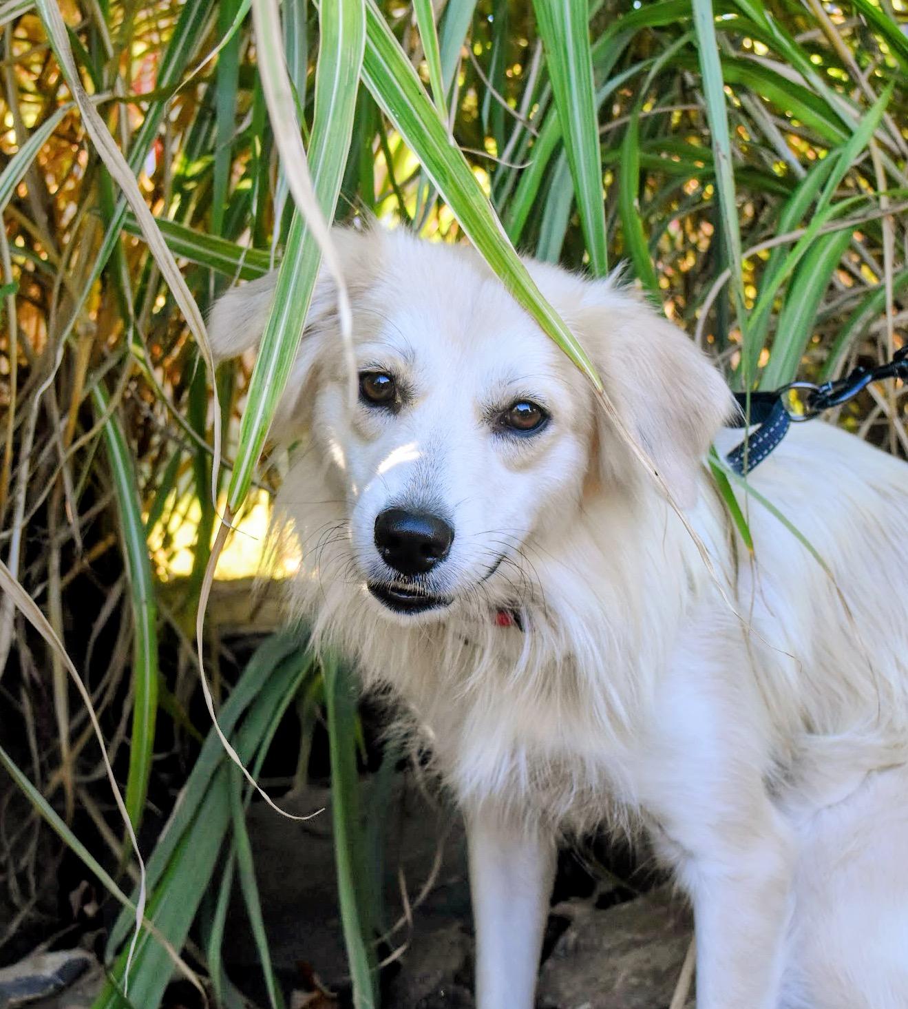 Enlarge Elaine, a Adoptable mixed breed in Spring hill, TN image 1/5