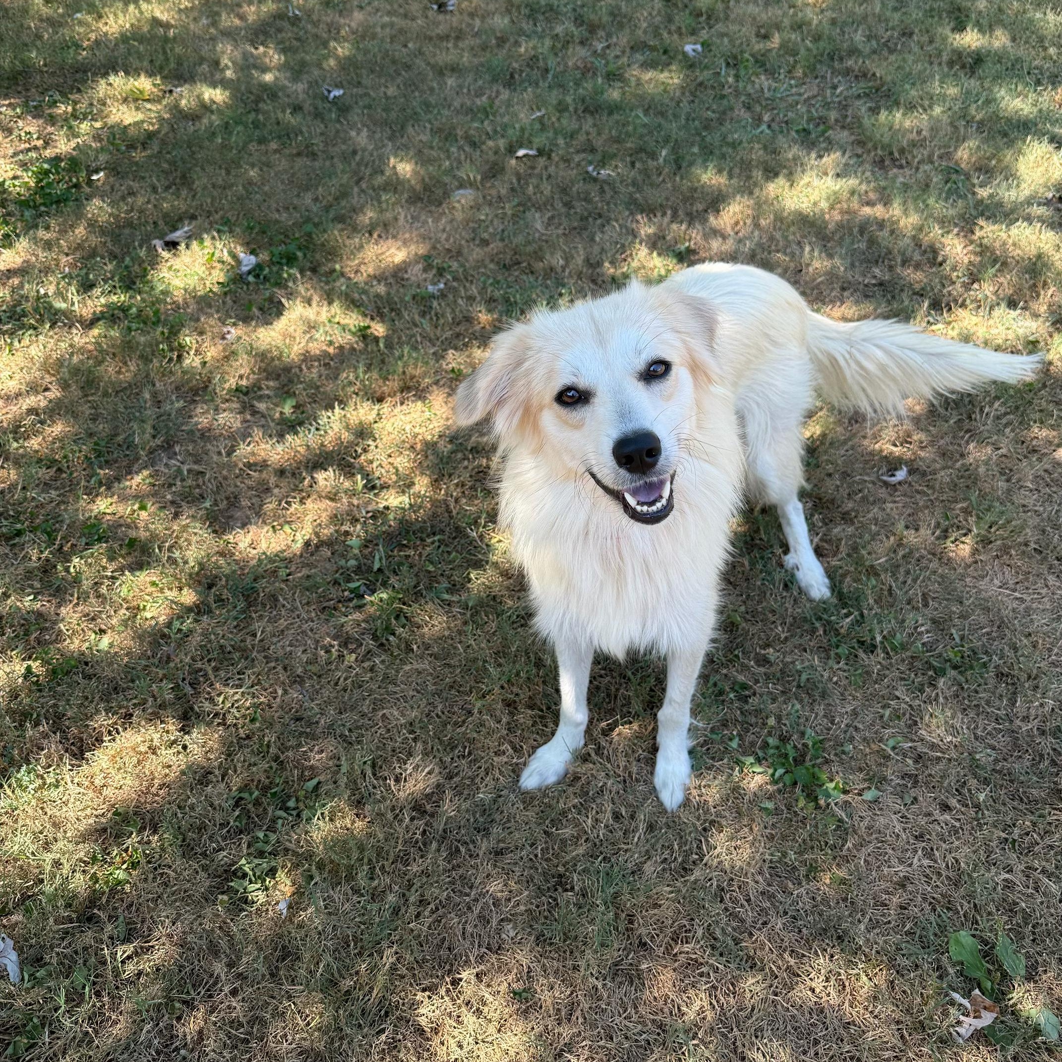 Enlarge Elaine, a Adoptable mixed breed in Spring hill, TN image 5/5