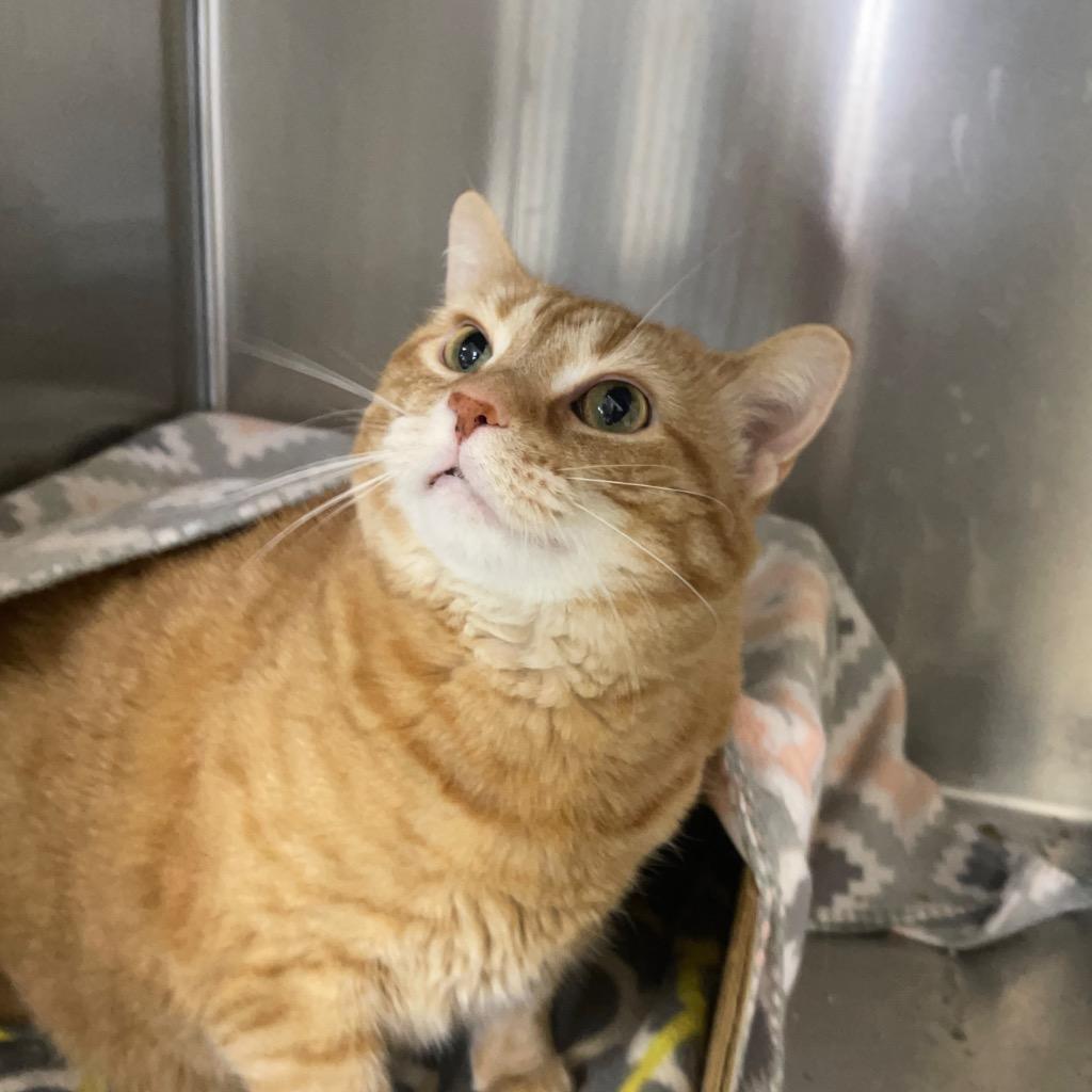 Enlarge DORIS, a Adoptable mixed breed in Battle Creek, MI image 1/5