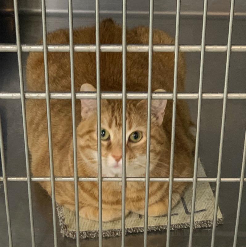 Enlarge DORIS, a Adoptable mixed breed in Battle Creek, MI image 2/5